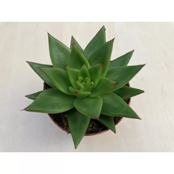 Echeveria agavoides hybrid