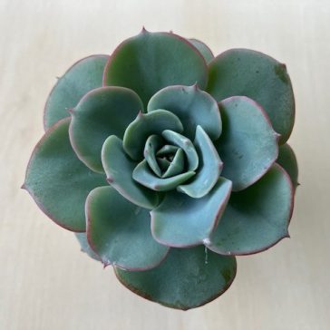 Echeveria 'Atlantis'