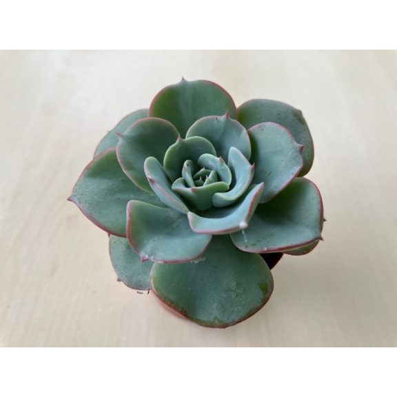 Echeveria 'Atlantis'