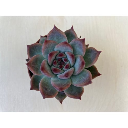 Echeveria 'Beatrice'