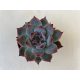 Echeveria 'Beatrice'