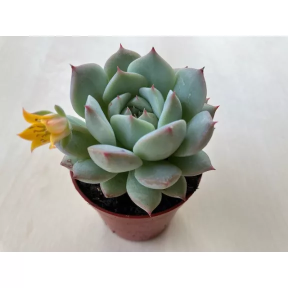 Echeveria 'Ben Badis'