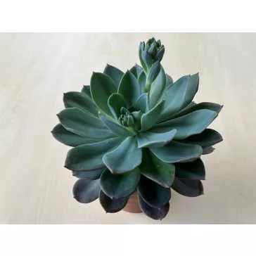 Echeveria 'Blue Princess'