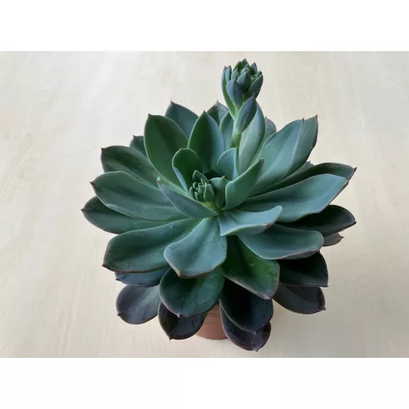 Echeveria 'Blue Princess'