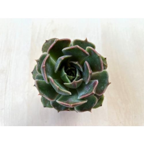 Echeveria 'Brown Rose'