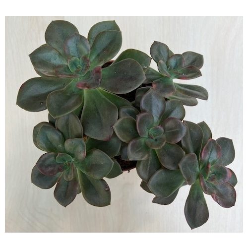 Echeveria 'Chroma'