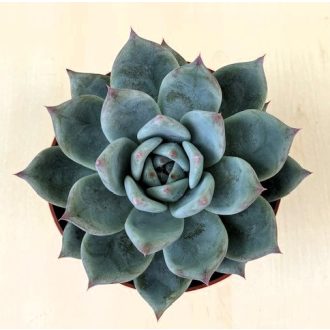 Echeveria colorata