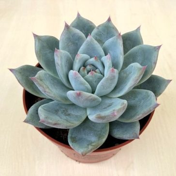 Echeveria colorata