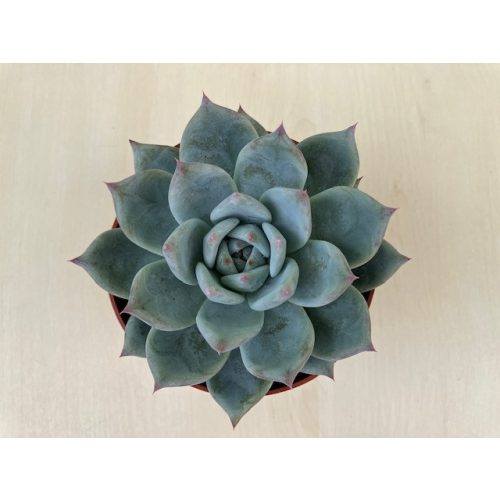 Echeveria colorata