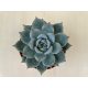 Echeveria colorata
