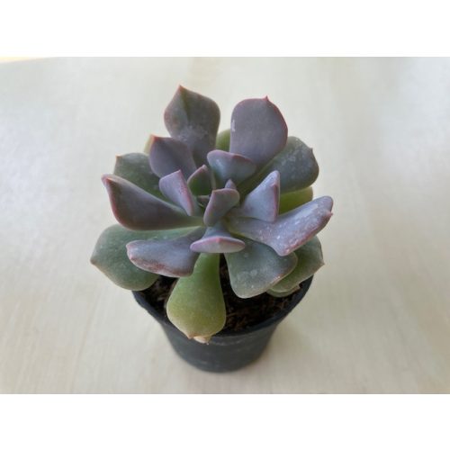 Echeveria 'Cubic Frost'