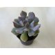 Echeveria 'Cubic Frost'