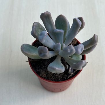 Echeveria 'Dark Vader'
