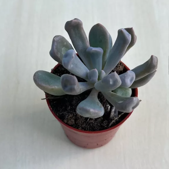 Echeveria 'Dark Vader' Echeveria 'Dark Vader'