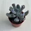 Echeveria 'Dark Vader'