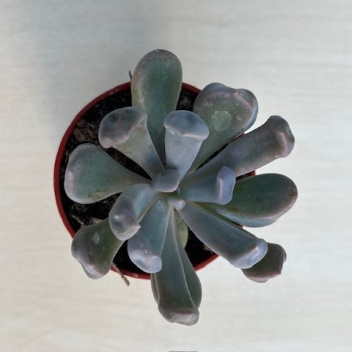 Echeveria 'Dark Vader'