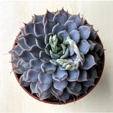 Echeveria 'Sarahime Botan'