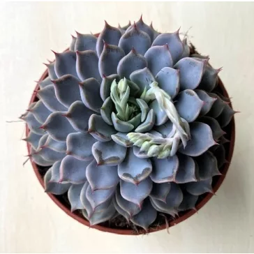 Echeveria 'Sarahime Botan'