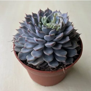 Echeveria 'Sarahime Botan'