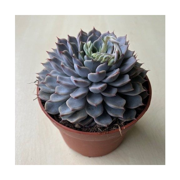 Echeveria 'Sarahime Botan'