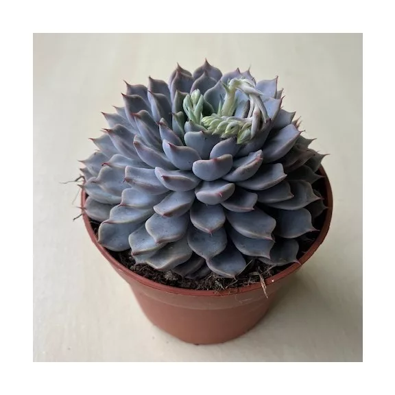 Echeveria 'Sarahime Botan'