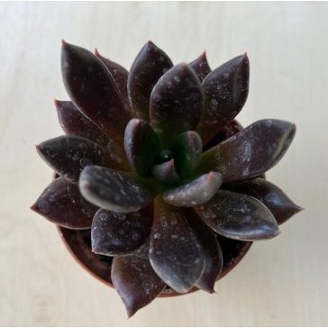 Echeveria affinis