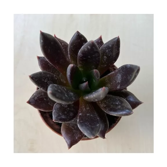 Echeveria affinis Echeveria affinis