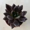 Echeveria affinis