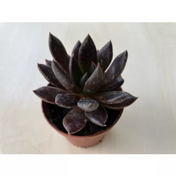Echeveria affinis