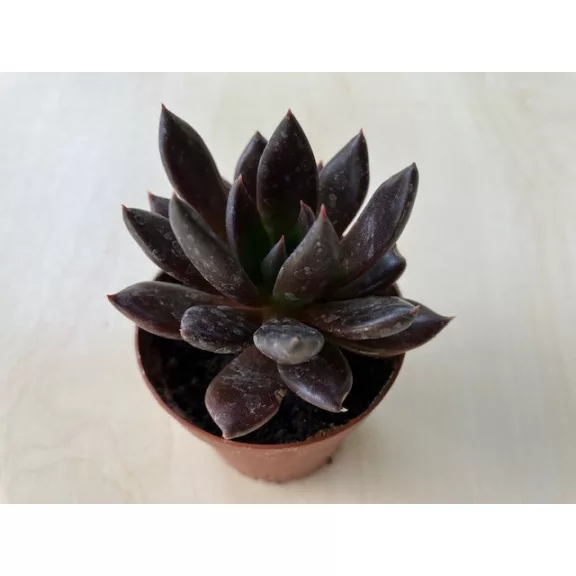 Echeveria affinis Echeveria affinis