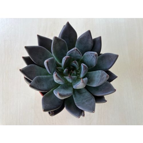 Echeveria affinis