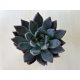 Echeveria affinis