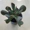 Echeveria 'Dark Vader'