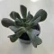 Echeveria 'Dark Vader'