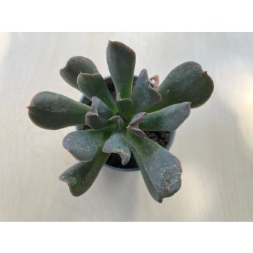 Echeveria 'Dark Vader'