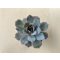 Echeveria desmetiana