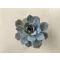 Echeveria desmetiana
