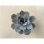 Echeveria desmetiana