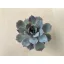 Echeveria desmetiana