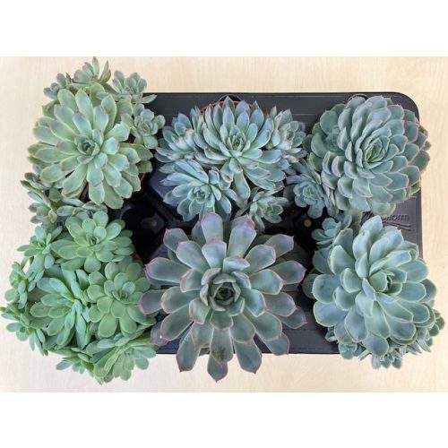 Echeveria elegans hybrid