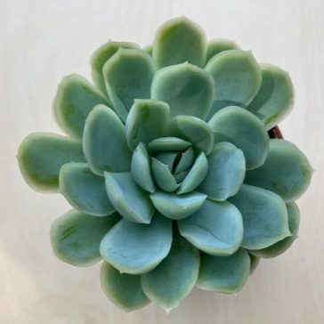 Echeveria elegans
