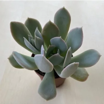 Echeveria 'Gigant Rose'