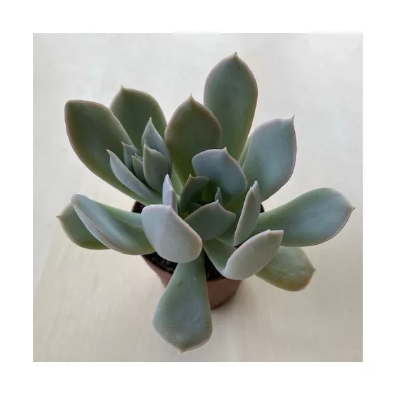 Echeveria 'Gigant Rose' Echeveria 'Gigant Rose'