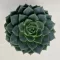 Echeveria 'Gilva'