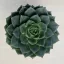 Echeveria 'Gilva'