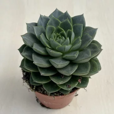 Echeveria 'Gilva'