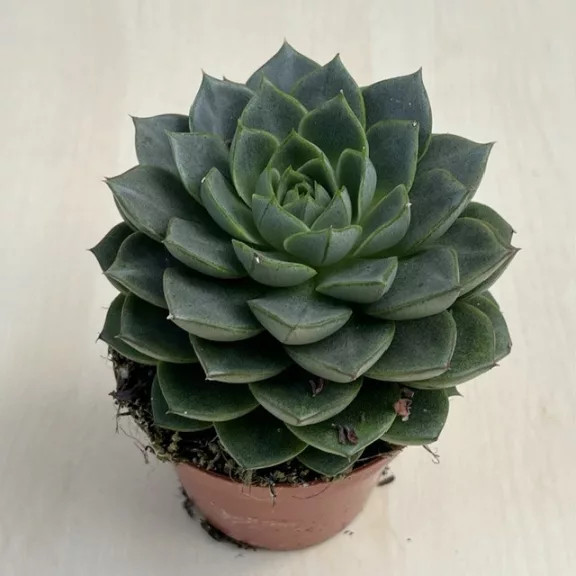 Echeveria 'Gilva'