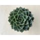 Echeveria 'Gilva'
