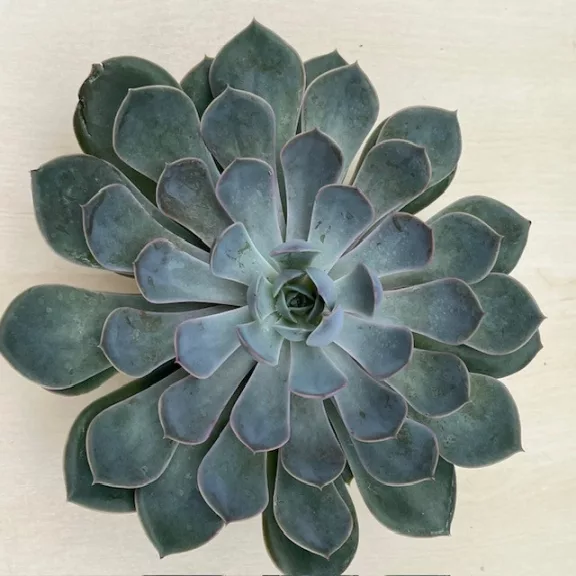 Echeveria 'Grande Cinza' Echeveria 'Grande Cinza'