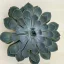 Echeveria 'Grande Cinza'